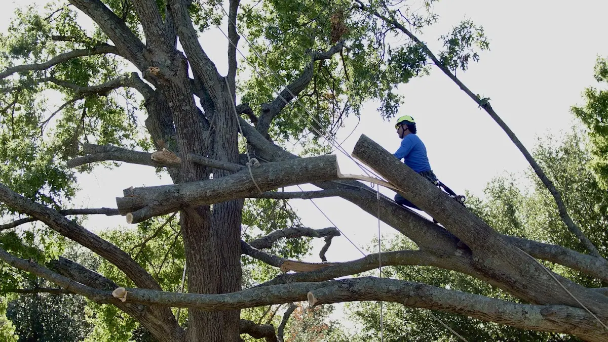 Professional Hazardous Tree Removal performed by certified arborists in Erlanger