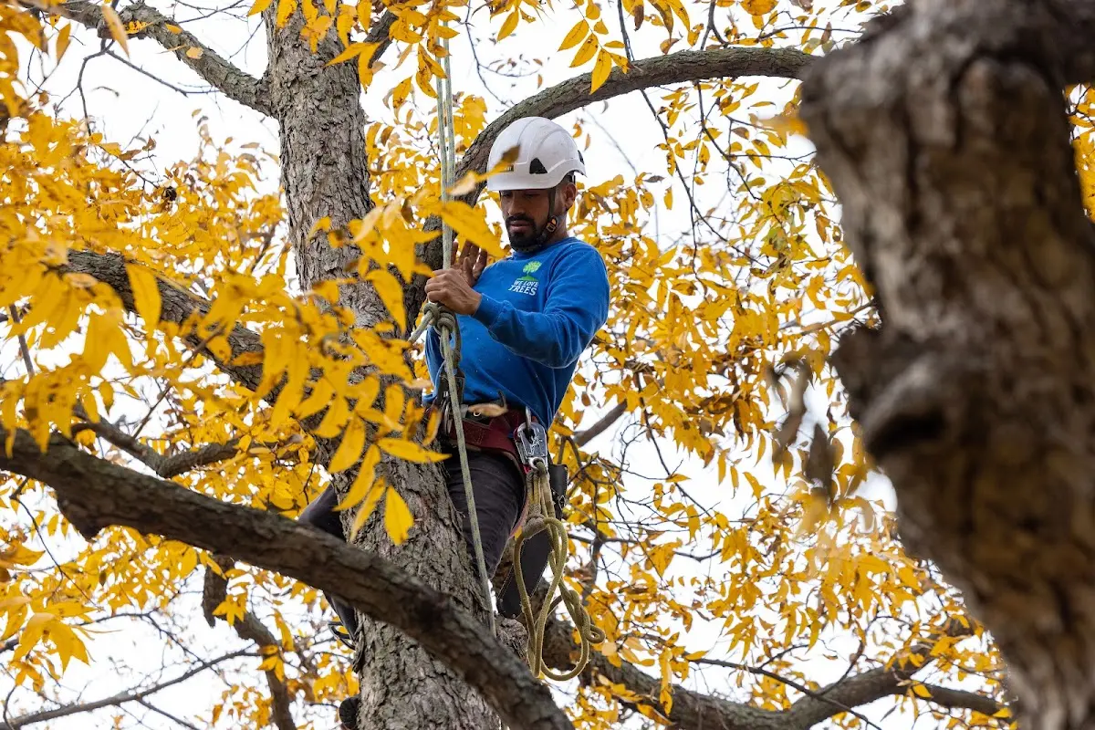 Skilled Tree Planing crew working in Erlanger