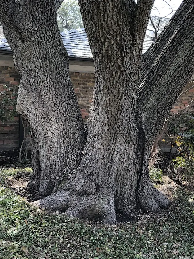 Mature heritage tree close to a Erlanger property cared for by certified arborists