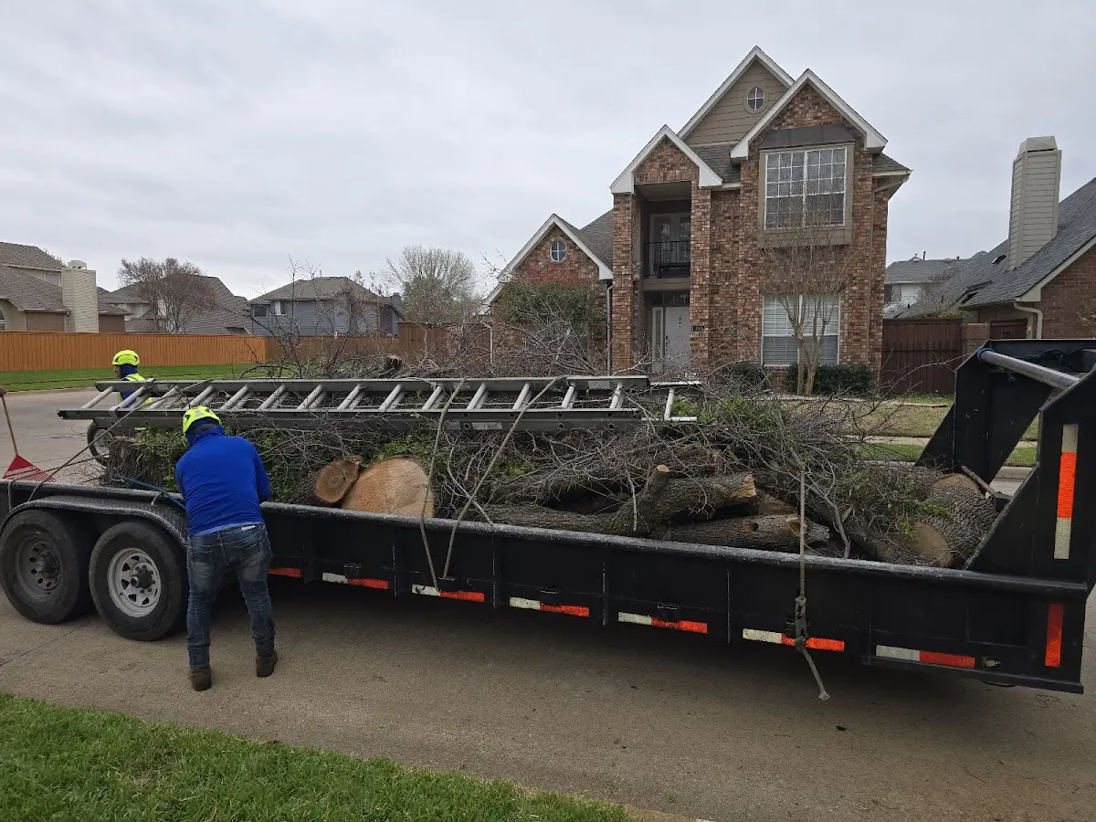 Expert Deadwooding with proper safety equipment in Erlanger